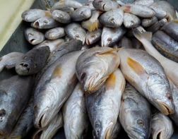 В Пензу завезли зараженную описторхозом рыбу