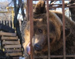 Пензенцев просят помочь отправить медведицу Нюру в новый дом