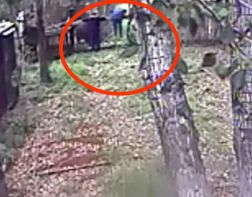 В Иркутске мужчина хотел угостить медведей сгущенкой и остался без руки