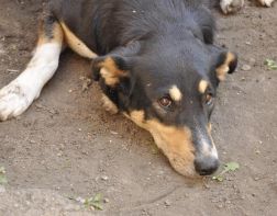 В Пензе 10 тысяч бездомных собак
