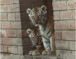 В Пензенском зоопарке тигрица Констанция показала своих двойняшек