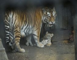 В зоопарке родились три амурских тигра