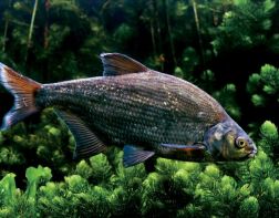 В Пензенской области гибнет рыба, занесенная в Красную книгу