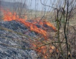 В Пензенской области за три дня выгорело 10 гектаров травы