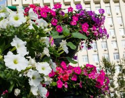 ﻿﻿﻿В Пензе высадят 223 тысячи цветов 