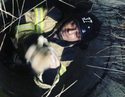Пензенские спасатели достали щенков из заброшенного колодца