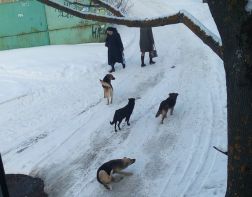 Стаи бездомных собак атакуют пензенцев