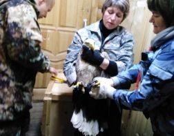 В Пензенском районе выпустили в природу орлана-белохвоста