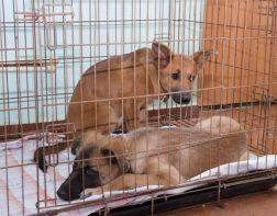 Центр стерилизации и социальной адаптации бездомных животных Заречного может остаться без тепла и света