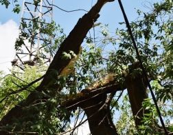 В Пензе упавшее дерево придавило 4 машины