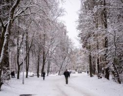 В Заречном стая бездомных собак напала на кошку 