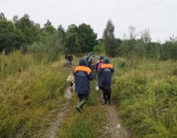 Под Пензой в лесу заблудились два пожилых грибника