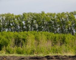 Двум пензенским деревьям присвоят статус памятников живой природы