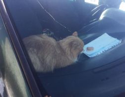 Кота на Ладожской, 135, спасли из запертой машины 