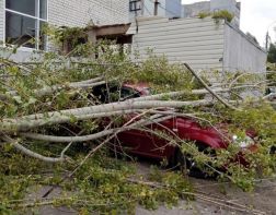 В Пензенской области восемь автомобилей пострадали от упавших деревьев
