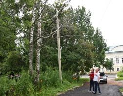 В Пензе аварийные деревья угрожают жизни детей