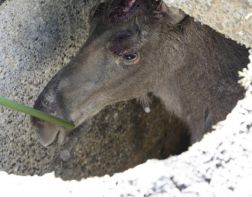 Под Пензой лось провалился в бетонную яму. ФОТО