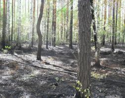 В Пензе ликвидировали крупный лесной пожар 