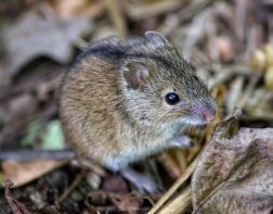  В Пензенской области мышиной лихорадкой заразился 161 человек