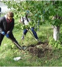 В Пензе разработан план по восстановлению зеленого фонда
