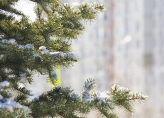 ﻿В Гидрометцентре объяснили аномально теплую погоду