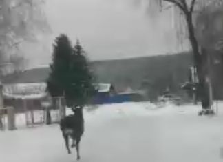 По улицам Кузнецка бегает косуля