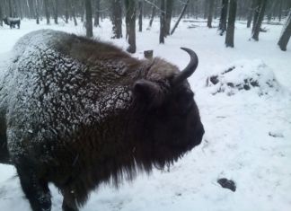 Пензенцам показали бизоньи игры в зоопарке. ВИДЕО