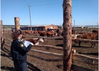 Пензенские судебные приставы нашли пропавших оренбургских коров