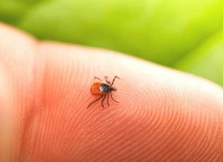 Более 40 жителей области заразились клещевым боррелиозом