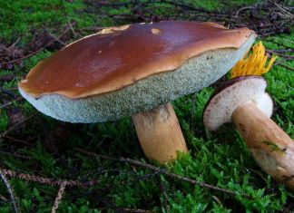 В пензенских лесах собирают польский гриб