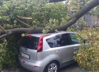 В Пензе из-за упавших деревьев пострадали несколько автомобилей 