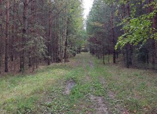 Спасатели нашли детей, потерявшихся в Ахунском лесу