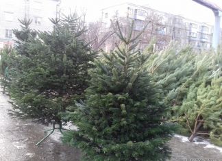 В Пензе откроется более 80 елочных базаров