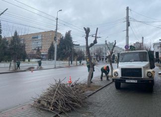 В Пензе начался сезон кронирования деревьев