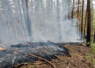 В Пензенской области борются с лесными пожарами