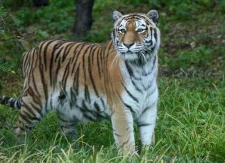 В пензенском зоопарке умерла тигрица Констанция
