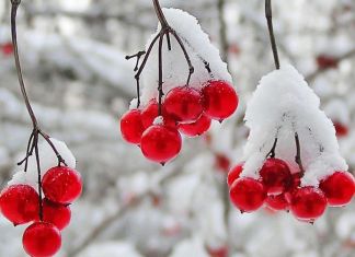 На следующей неделе в Пензе выпадет первый снег