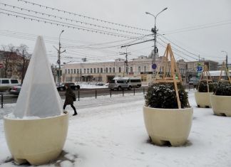В Пензе растения на площади Ленина готовят к зиме