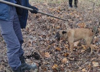 В Пензе собаку спасли из бетонного колодца