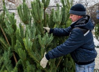 Зареченцам сообщили о ценах на новогодние елки