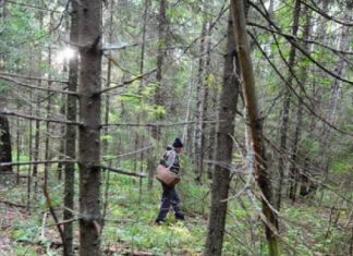 В Пензенской области в лесу заблудились три грибника 