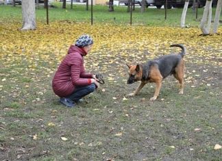 В Пензе открыли площадку для выгула собак