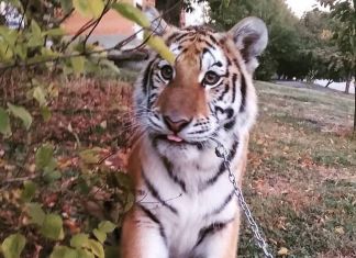 В Пензе на Олимпийской аллее выгуливают тигрицу.ВИДЕО 