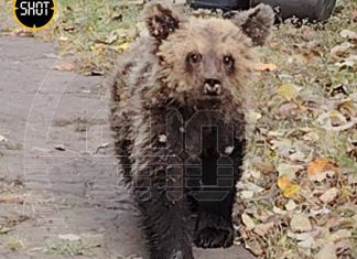 Прокуратура выясняет, зачем пензенский лесник застрелил медвежонка