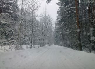 ﻿﻿В лесу под Пензой нашли мертвую лису