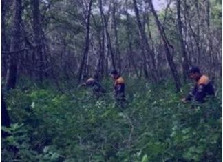 В области лесники нашли заблудившихся грибников