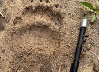 В Никольском районе обнаружили следы медведя