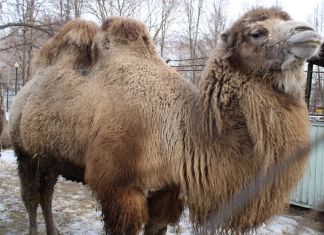 Пензенский зоопарк с 5 ноября перешел на зимний режим