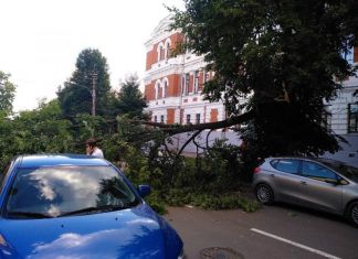 На Богданова упавшее дерево заблокировало улицу