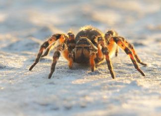 Пензенский зоолог просит не убивать пауков